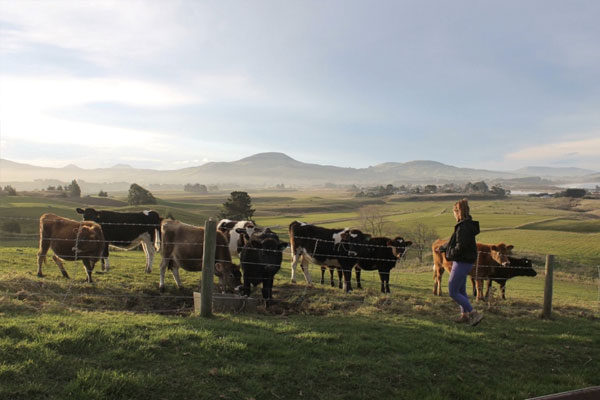 Alanah Vellone with cows in a field with mountains in the background