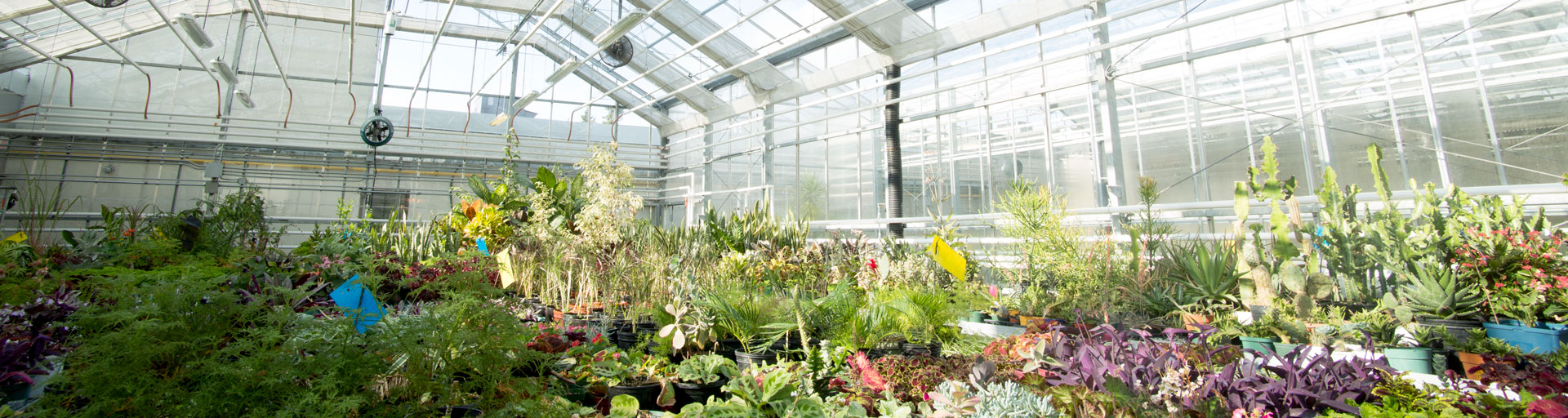 Interior of greenhouse