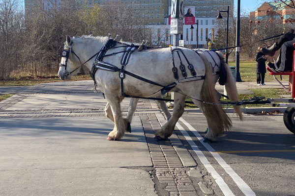 Horse pulling a carriage outside