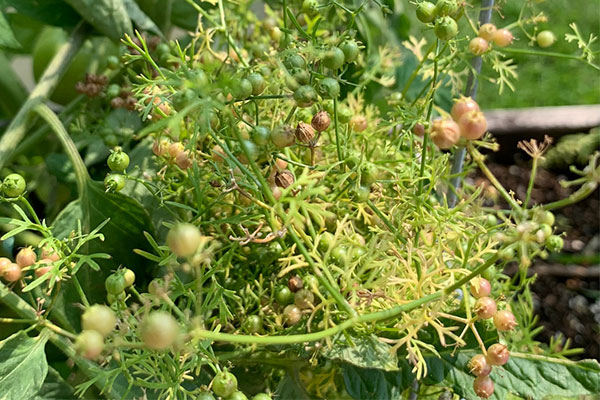 cherry tomato plant