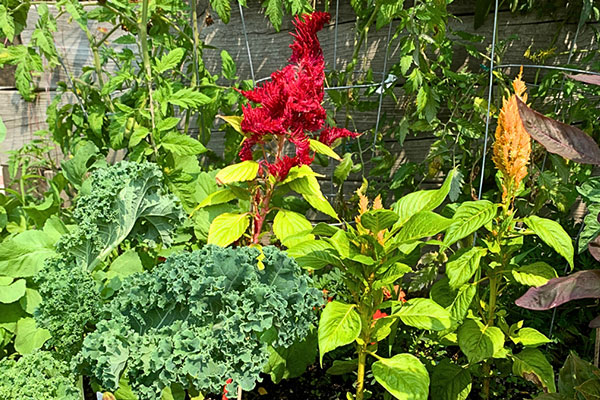 red and green plants
